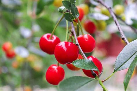 All About Montmorency Cherry Trees Minneopa Orchards