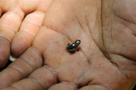 Tiny Frogs The 12 Smallest Frogs In The World A Z Animals