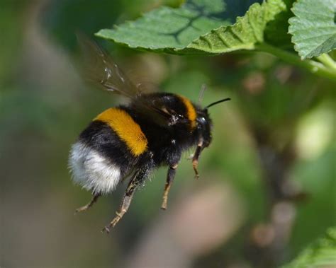 Как живут шмели // ОПТИМИСТ | Bumble bee, Bee pictures, Bee