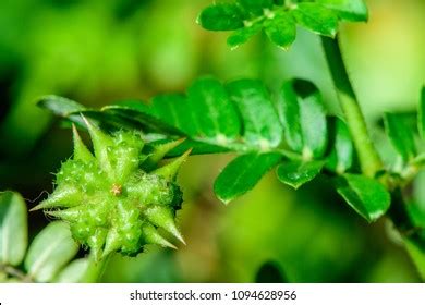 Tribulus Terrestris Bindii Puncture Caltrop Devil Stock Photo