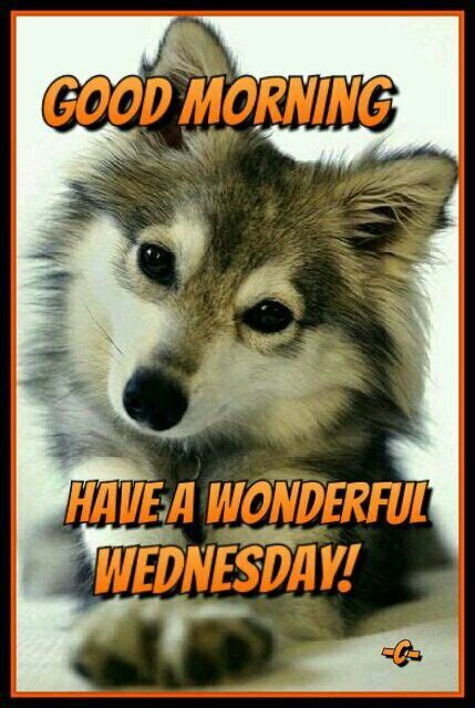 Wednesday Wonderful Wednesday Animals Good Morning