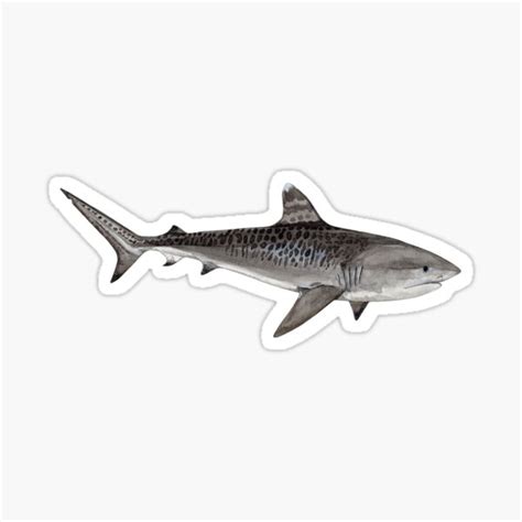 Tiger Shark Galeocerdo Cuvier Navy Blue Sticker For Sale By