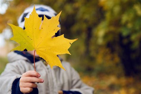 How to Identify Tree by Leaves and Bark? | Chop Doc Conifer Trees ...