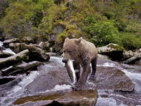 Alimenta O Dos Ursos O Que Eles Comem Mundo Ecologia