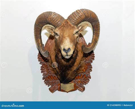 Big Horn Sheep Head Trophy Stock Image Image Of Animal 214298095