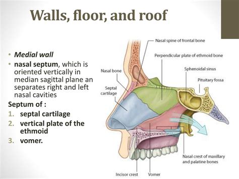 Floor Of Nasal Cavity Formed By Home Alqu