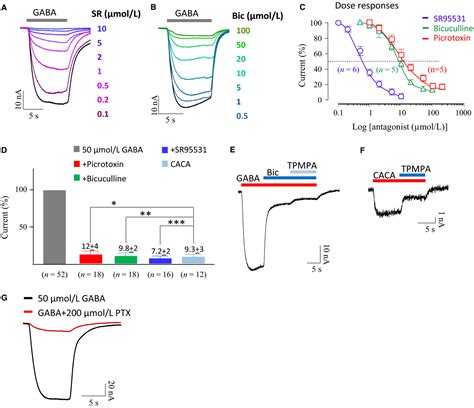 Gabab Receptor Attenuation Of Gabaa Currents In Neurons Of The