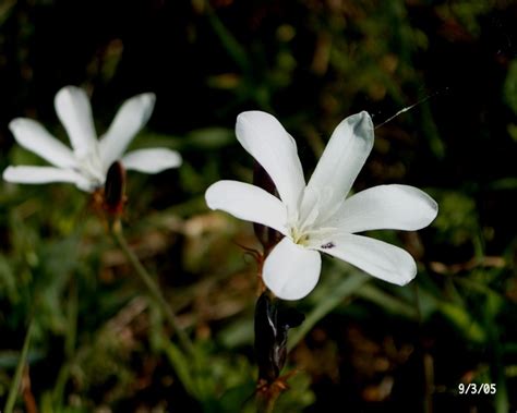 African Plants A Photo Guide Sparaxis Grandiflora D Delaroche