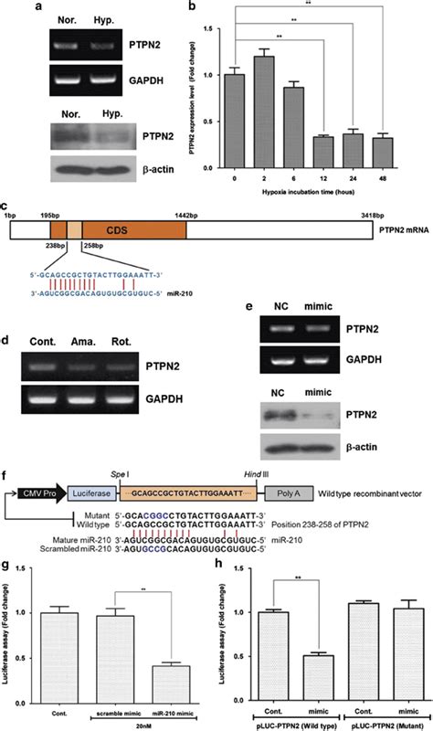 PTPN2 Downregulation By MiR 210 MRNA Expression Of PTPN2 Was