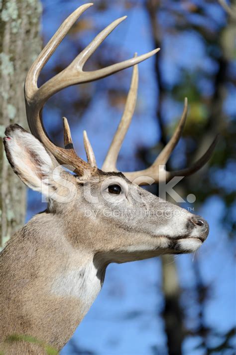 Deer With Large Antlers In Woods Head Shot Stag Buck Stock Photo