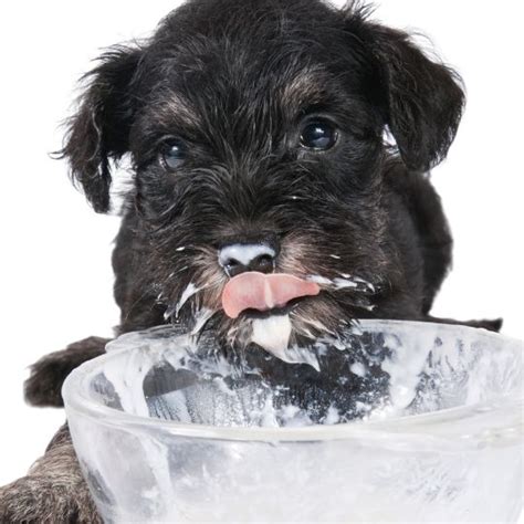 Consejos para alimentar a un cachorro Cómo educar a un cachorro