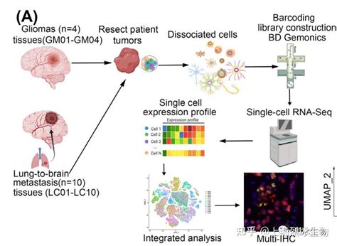 单细胞测序解析神经胶质瘤和肺癌脑转移的单细胞肿瘤微环境 知乎