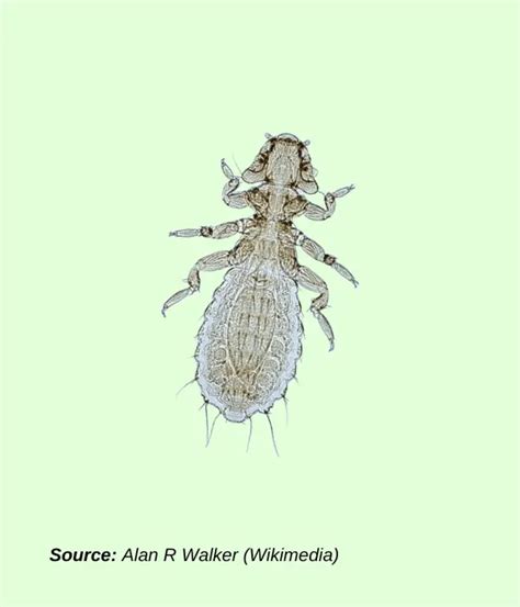 Chicken Mites, Lice, & Fleas (Symptoms, Treatment, Prevention)