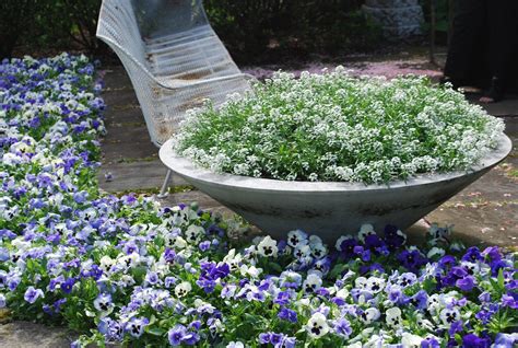 Alyssum Container Gardening Flowers Plants Flower Pot Garden