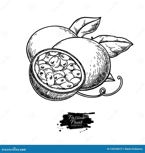 Passion Fruit Vector Drawing Hand Drawn Tropical Food Illustration