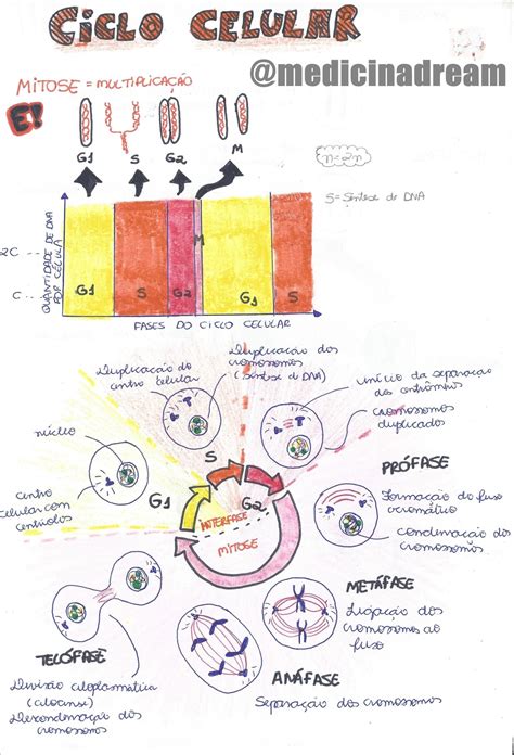 Mapas Mentais Sobre CICLO CELULAR Study Maps