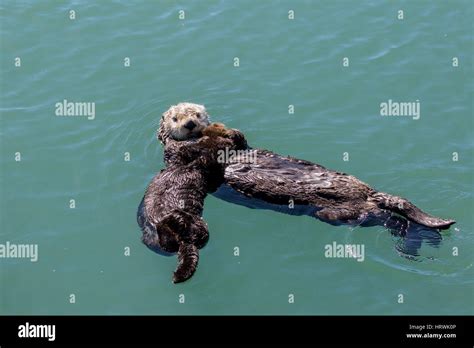 Sea Otter Mother Enhydra Ultras Floating With Their Babies In The