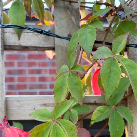Why Are My Virginia Creeper Leaves Curling