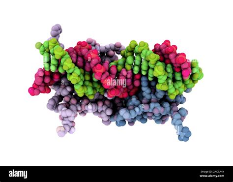 Transcription Factor And Dna Molecule Molecular Model Of