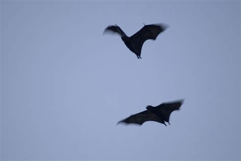 bats-2762 | Stockarch Free Stock Photos