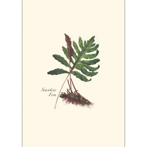 Fern Assortment Notecard Boxed Set — Nature Niche