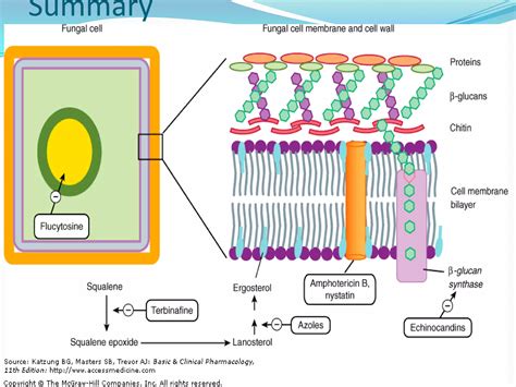 Pharmacology Anti Fungal Drugs Flashcards Ppt