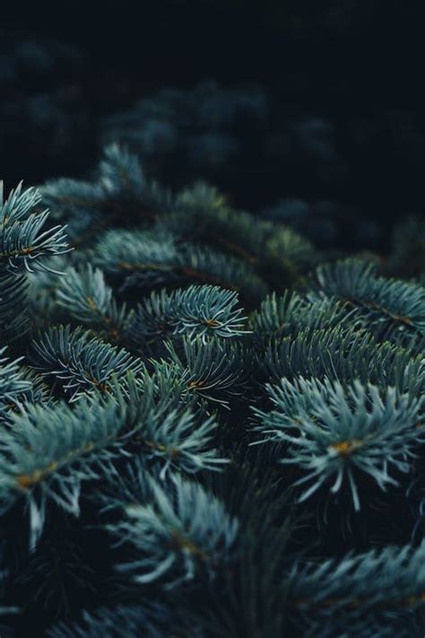 Close-Up Shot of Pine Leaves · Free Stock Photo