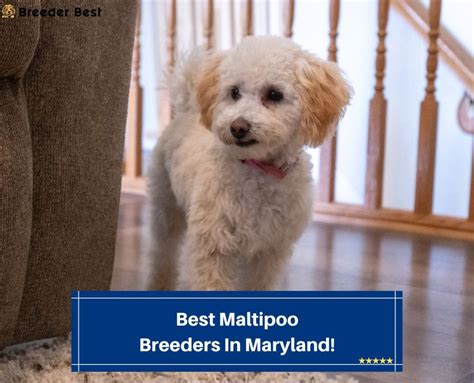 Best Maltipoo Breeders In Maryland Breeder Best