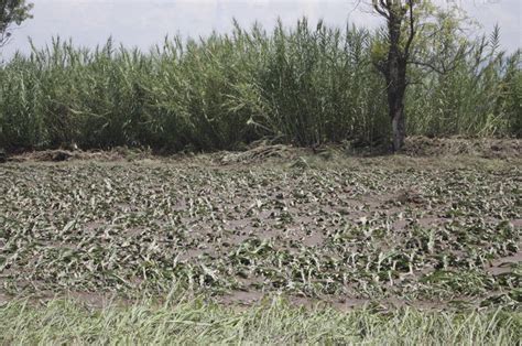 Reportan Pérdidas En Diversos Cultivos Por Lluvias Atípicas En Morelia