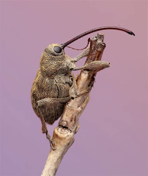 acorn weevil texas photo randall patterson weevils bugs