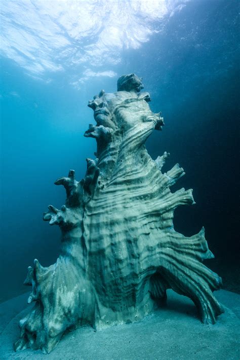 Ocean Sentinels John Brewer Reef Townsville Moua Museum Of