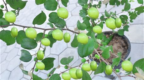 How To Propagate Jujube Tree Fast From Cutting Success Youtube