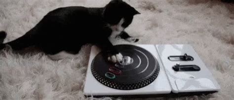 Cat DJ GIF - Cat DJ RaveParty - Discover & Share GIFs