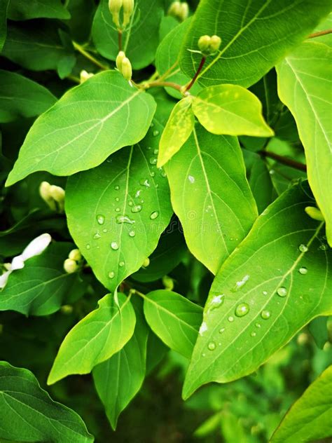 Hojas Del Verde Con Descensos Del Agua Despu S De La Lluvia Foto De