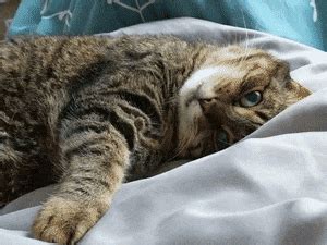 Scared Cat Gif - IceGif