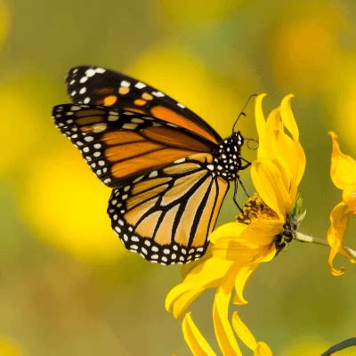 Monarch Butterfly Facts