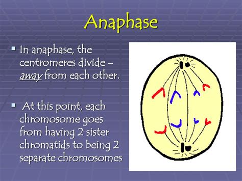 Cell Division 2 kinds of cell division: - ppt download
