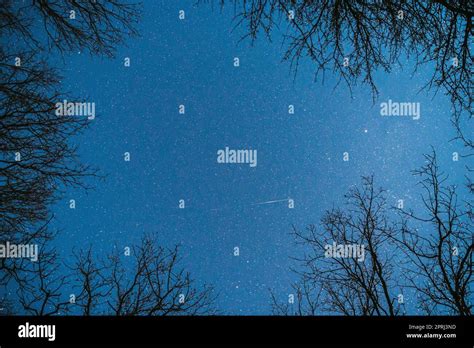 Night Sky Stars Above Oak Trees Branches In Early Spring Natural