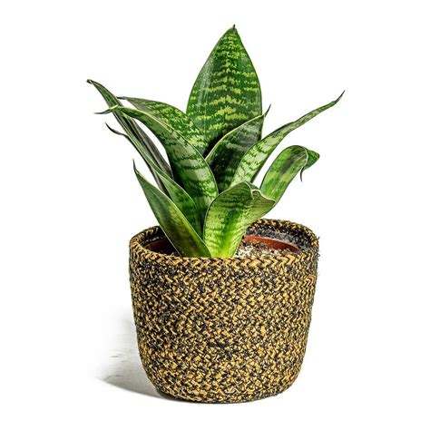 Sansevieria Hahnii Is A Popular Compact Birds Nest Snake Plant The