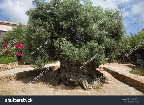 Worlds Oldest Olive Tree Crete Greece Stock Photo 2218878533 Shutterstock