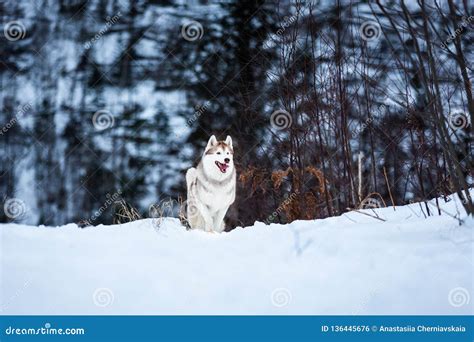 Husky Siberiano Beige Y Blanco Lindo Y Feliz De La Raza Del Perro Que