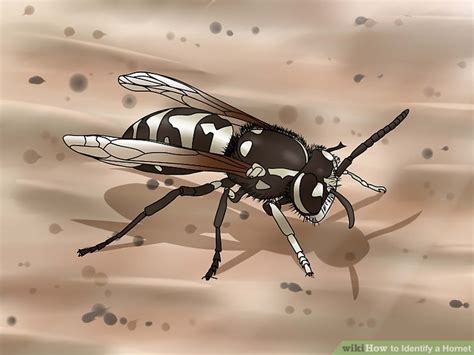 How to Identify a Hornet: 10 Steps (with Pictures) - wikiHow