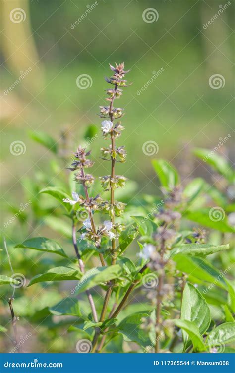 Ocimum Basilicum Plant In Nature Garden Stock Photo Image Of Country