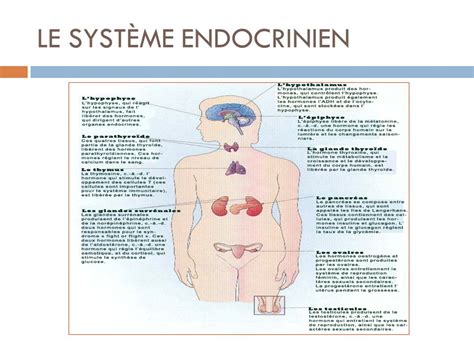 Le Syst Me Endocrinien Ppt Video Online T L Charger