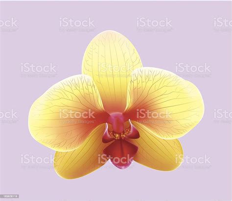 Orchid Stock Illustration Download Image Now Design Element Flower