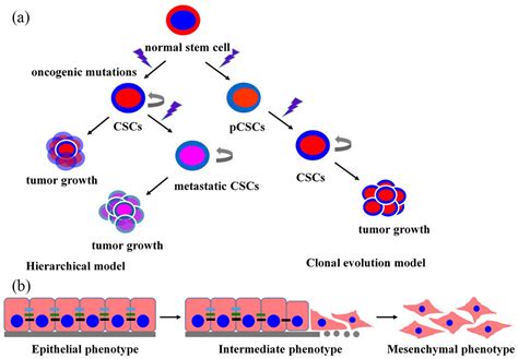 3D Culture Technologies Of Cancer Stem Cells Promising Ex Vivo Tumor