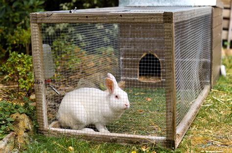 Clapier Comment Fabriquer Un Abri Pour Lapins