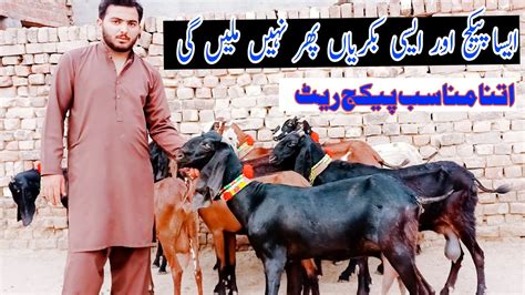 Goats Farming Hfiz Bhai Ki Cheap Rate Main Bachon Wali Or Gabhan