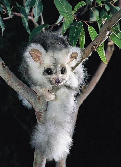 Greater Glider Possum - Profile | Traits | Facts | Size | Baby - Mammal Age