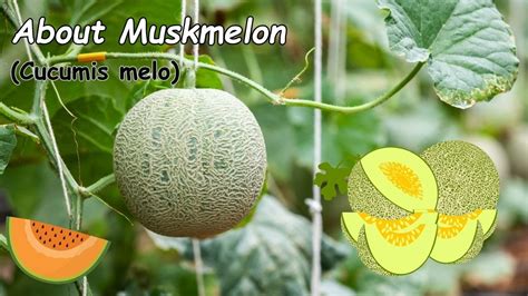 Muskmelon Cucumis Melo Learning About Muskmelon About Muskmelon